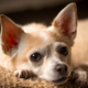 Image for article titled ‘Mommy Had To Go To The Hospital Today’ Starts Instagram Chihuahua’s Darkest Post To Date